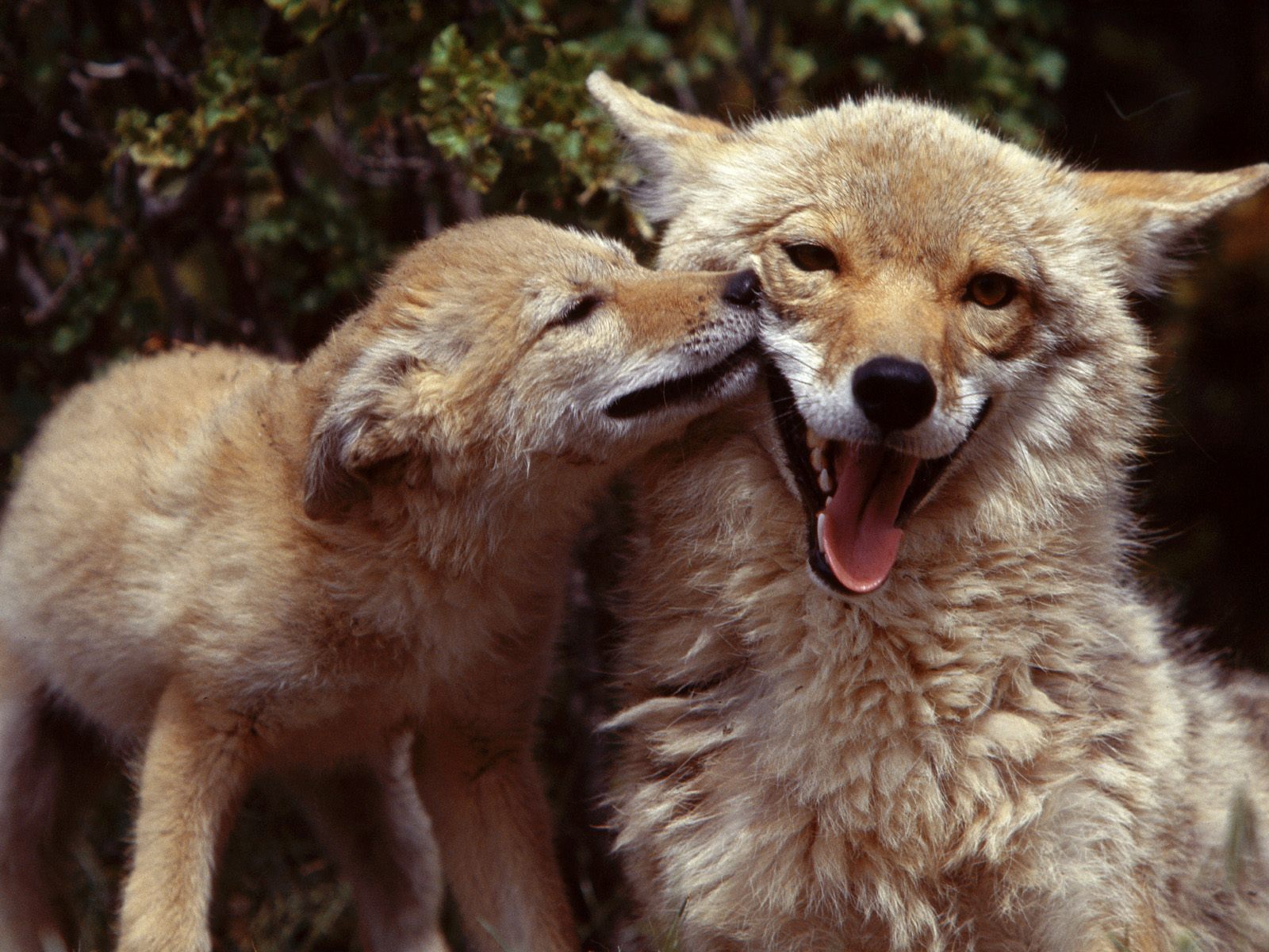 Coyote Mother and Pup