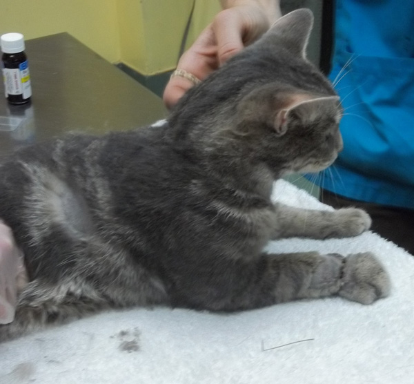 cat with leg hold trap marks on paw montreal spca