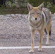 220px-Coyote arizona