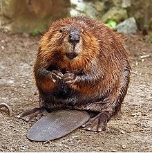 Beaver55