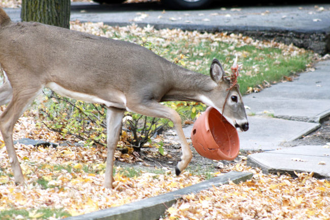 deer with flower pot