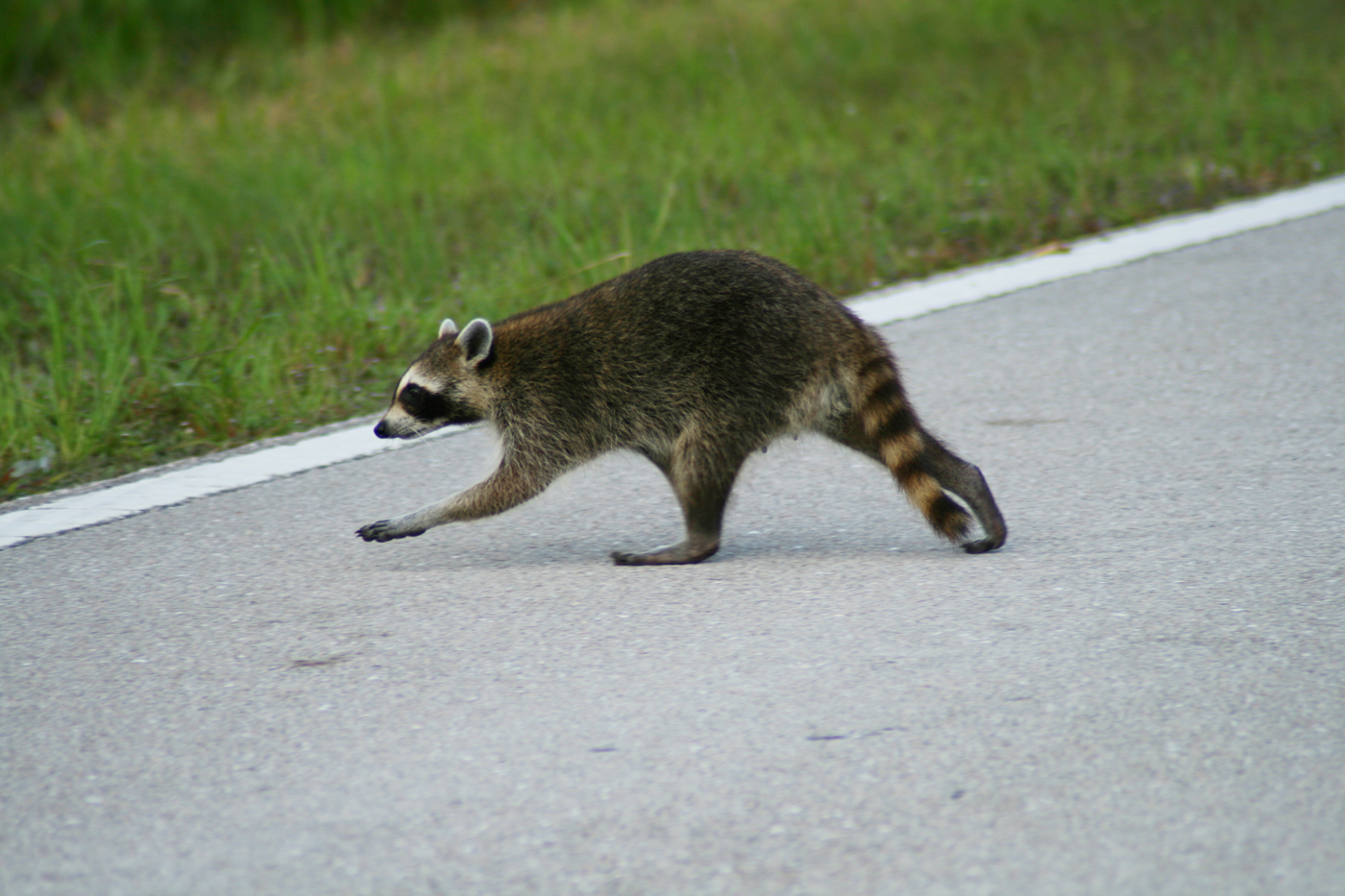 Raccoon-Road-Commons