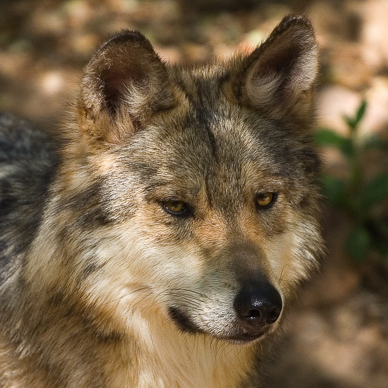 Wolf - Mexican Gray - GNUFDL