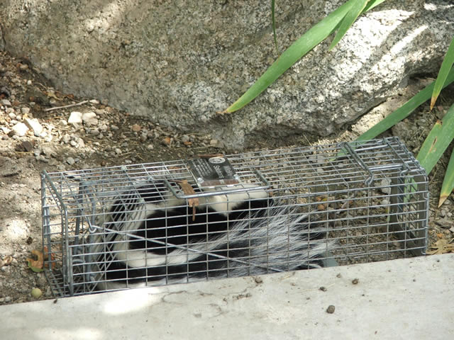 skunk cage