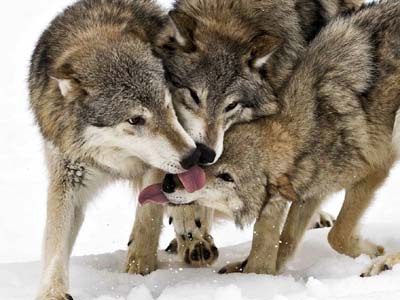 Wolves_licking_each_other