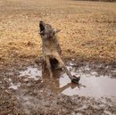 coyote_trapped