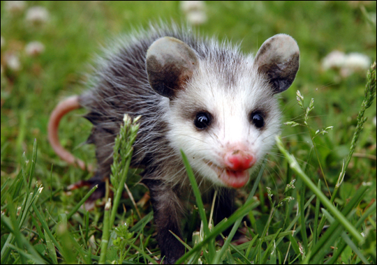 virginia-opossum
