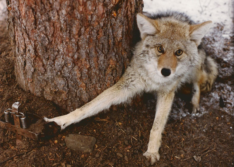 coyote-in-leg-hold