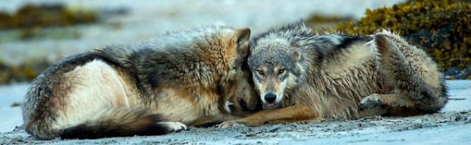 wolf pair 2
