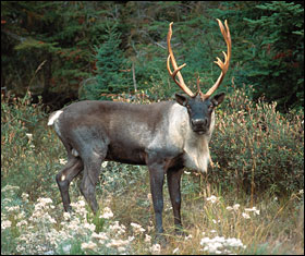 woodland caribou