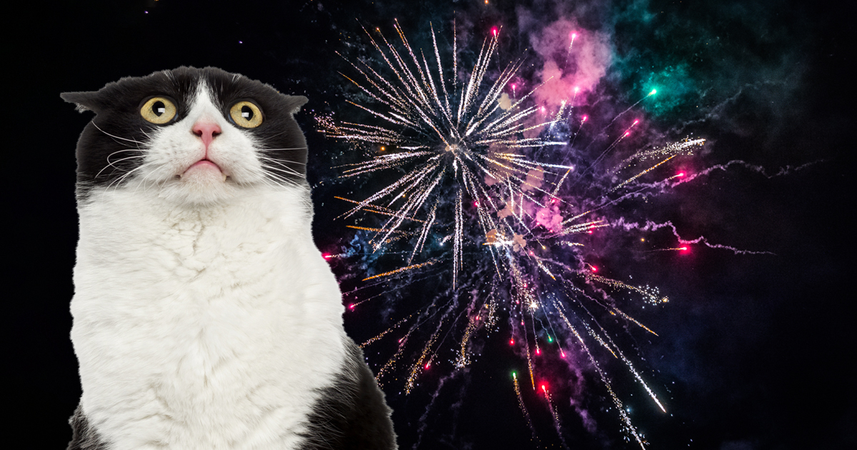 An image of a cat superimposed on fireworks in the sky.