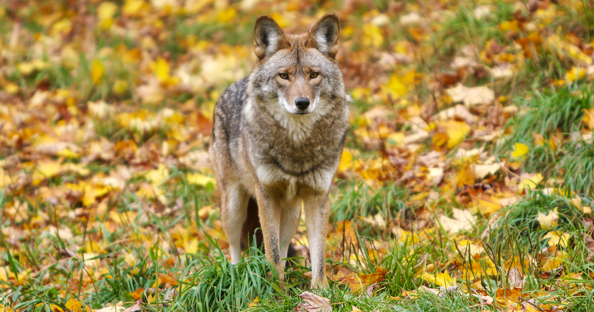 Image of an Eastern Coyote in Autumn