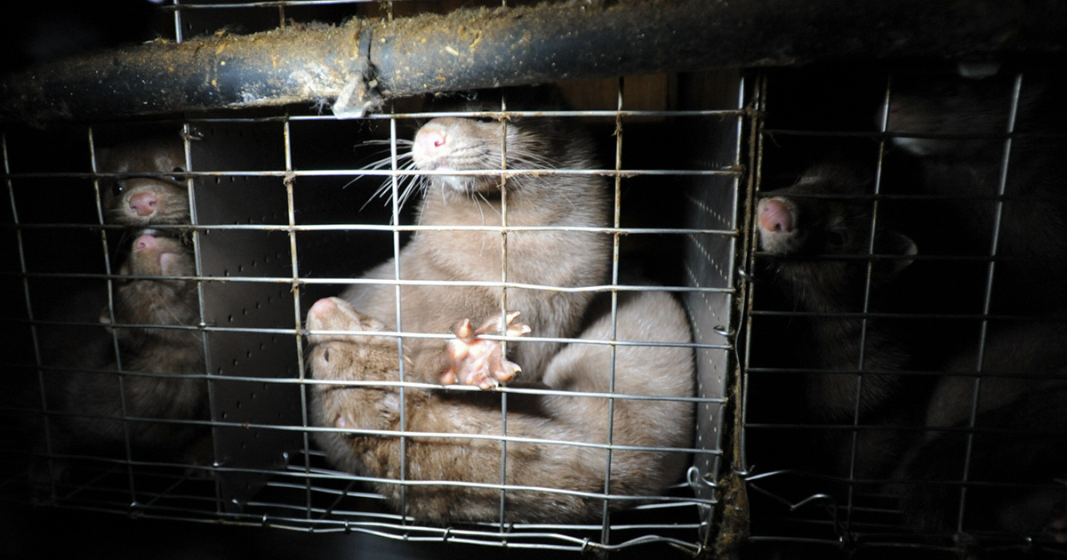 Mink in small cages on an Ontario fur farm