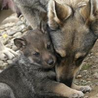 Coyote mother and pup