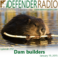 Defender Radio beavers dam builders