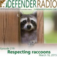 Defender Radio raccoon