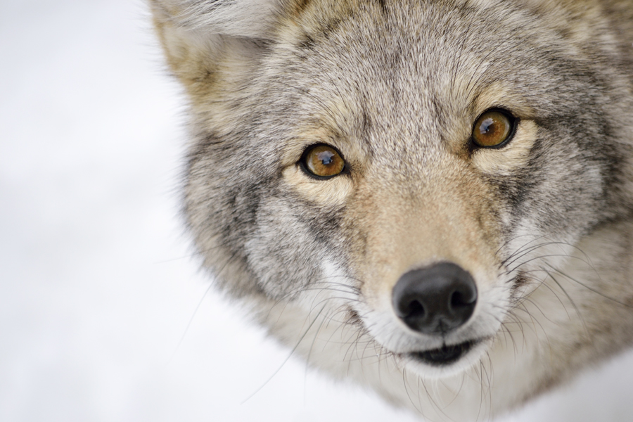 Oakville gets coyote messaging right at public meeting - The Fur-Bearers