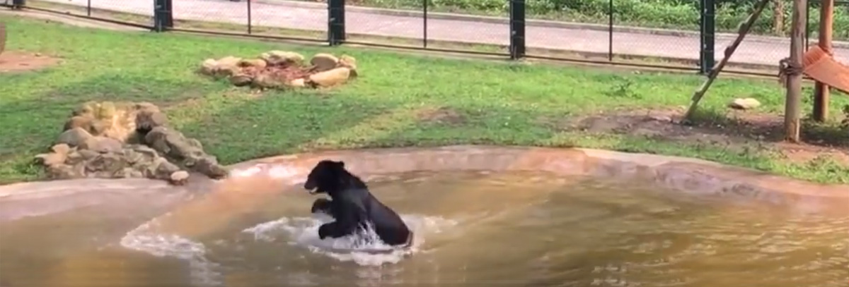 Watch rescued bear splash in water for the first time - The Fur-Bearers