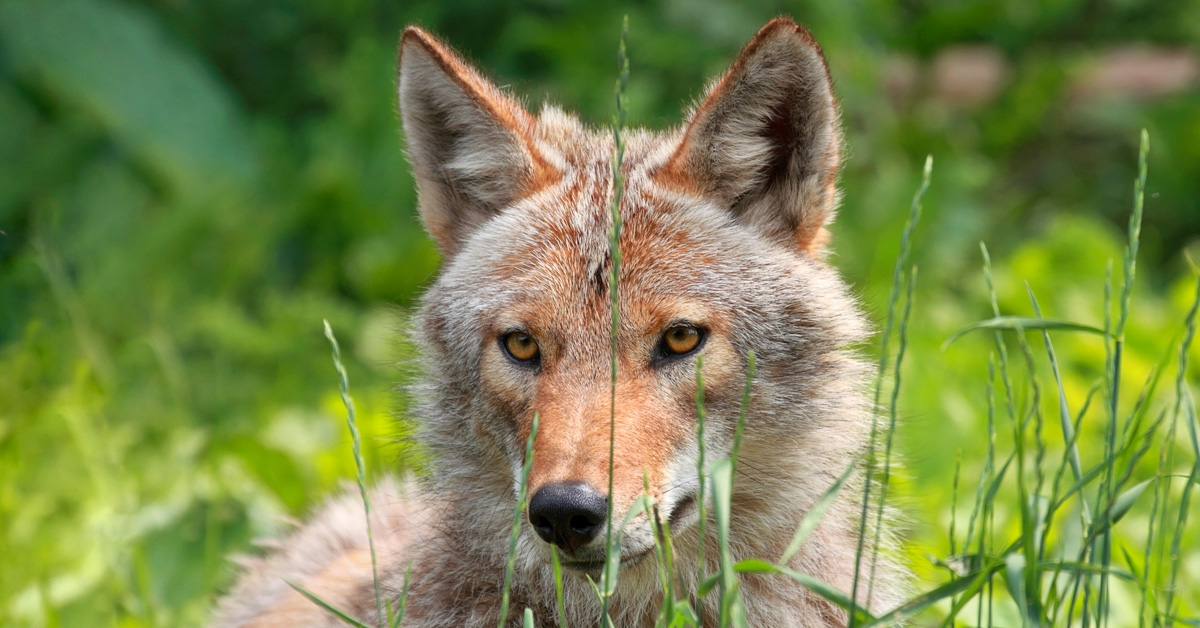 Officials point to social media for increase in sightings, not more coyotes