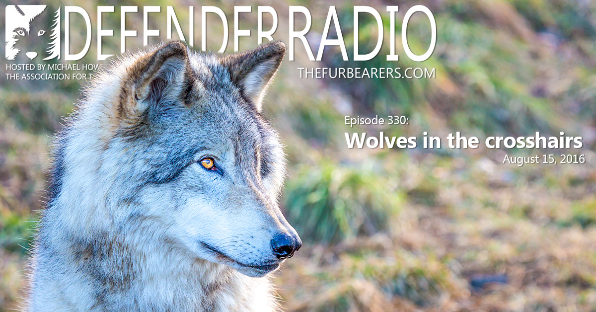 Episode 330: Wolves in the crosshairs - The Fur-Bearers
