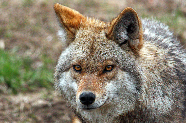 Three ways you and your dogs can co-exist with wildlife coyotes