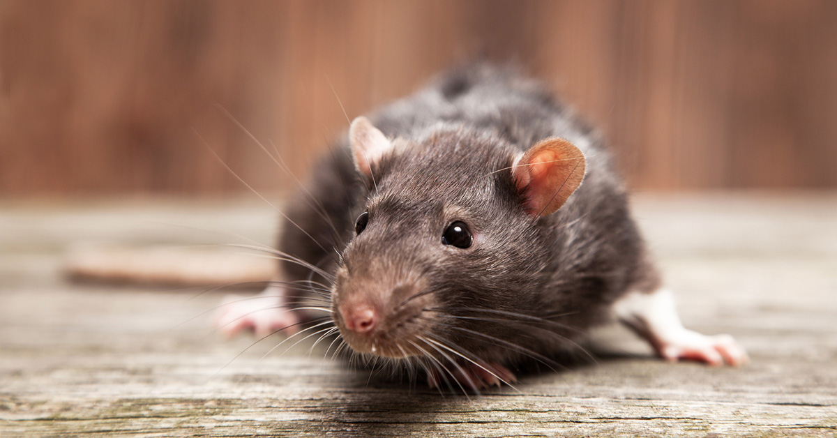 rat DIY home solution rodent humane
