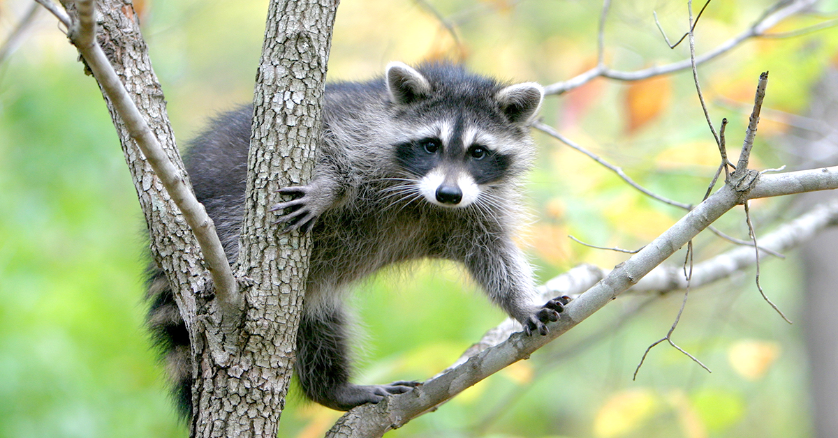 raccoon conflict prevention compassion