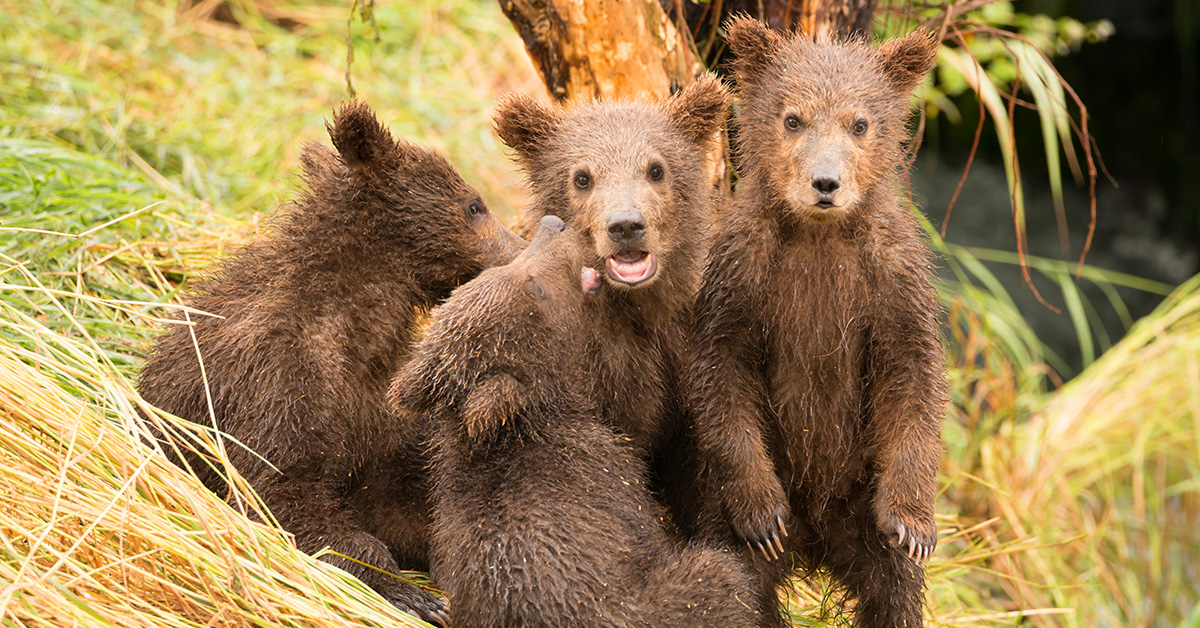 Grizzly bear cubs Trophy Hunt BC