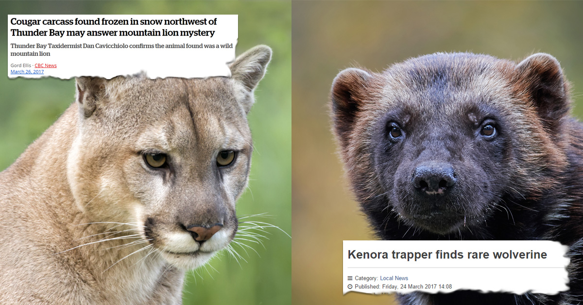 Rare animals killed in Ontario should be more than anecdotes in media - The  Fur-Bearers