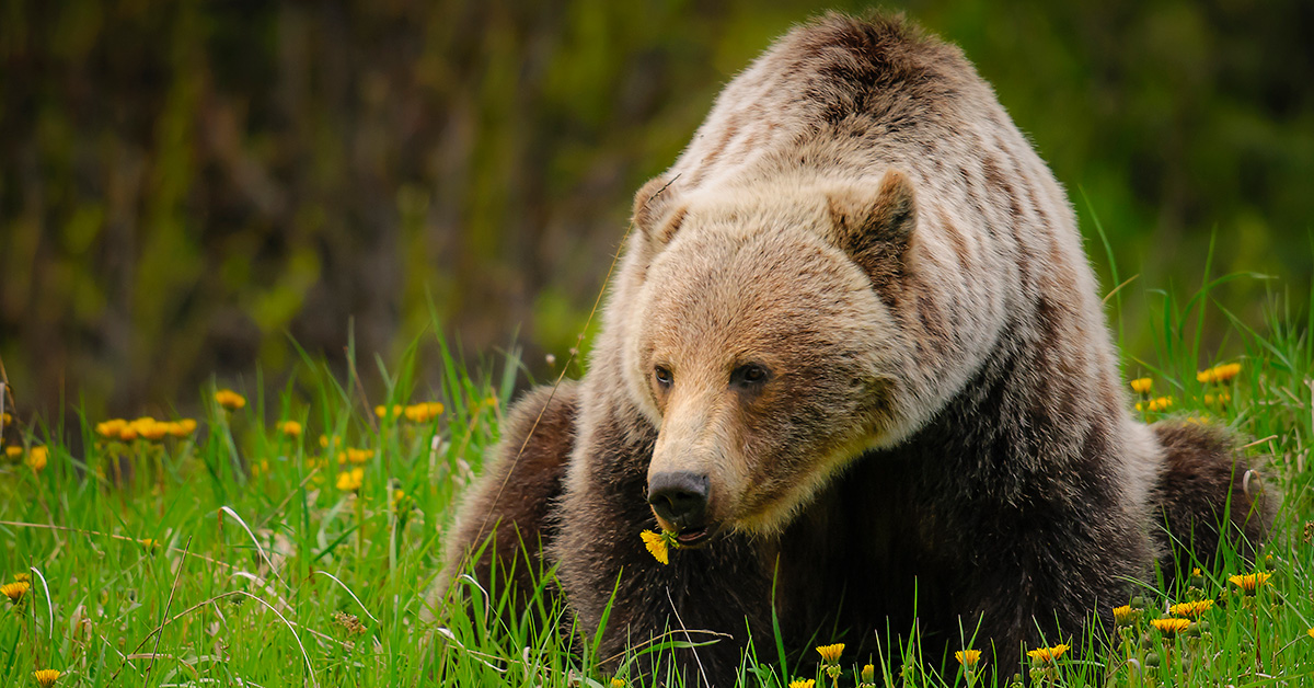 Poll: Rural residents oppose grizzly bear trophy hunt, too