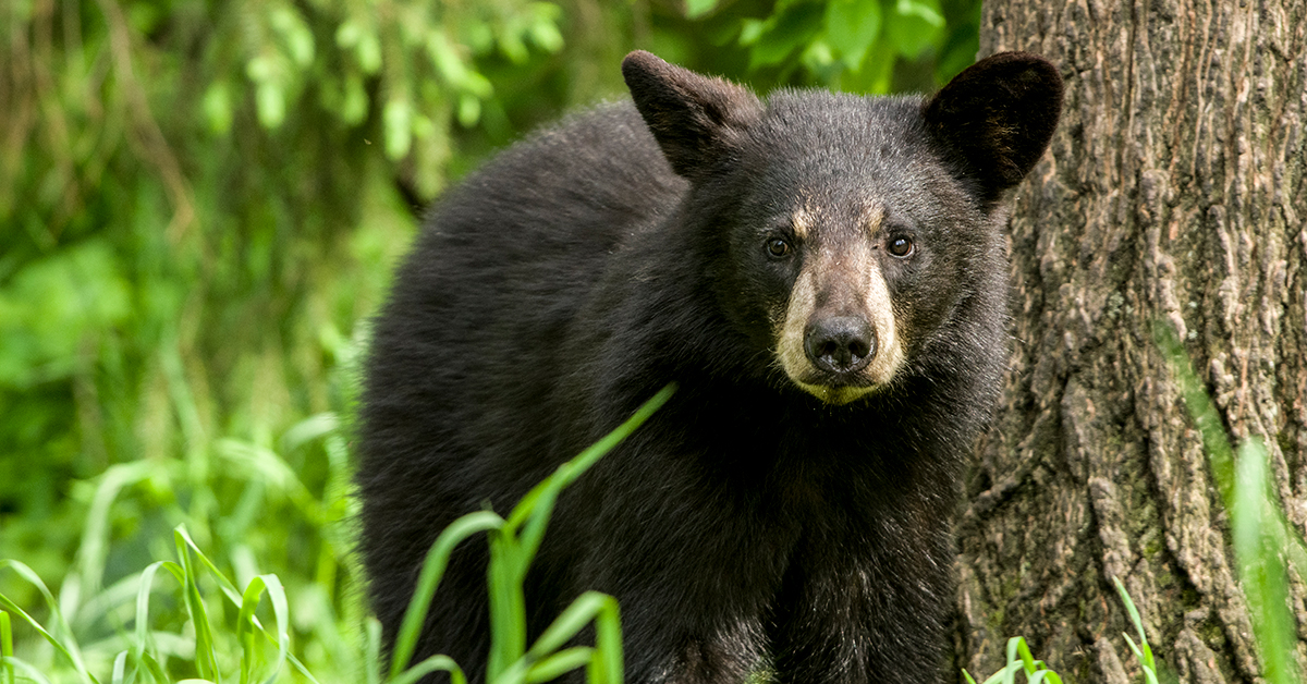 Three ways to be smarter than the average bear this spring