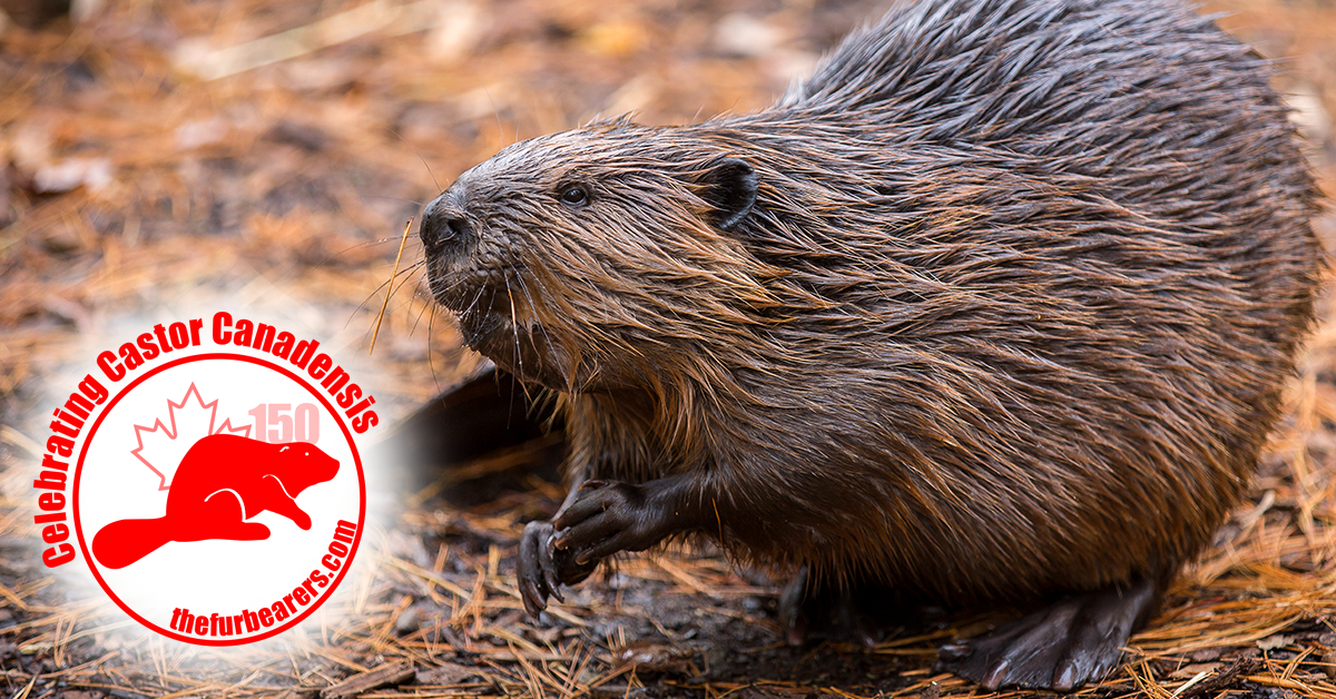 Celebrating Castor Canadensis: Five easy ways you can save the beavers