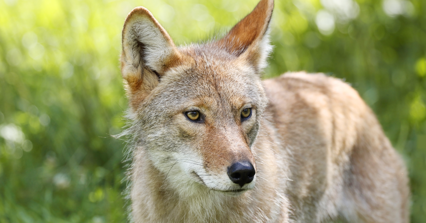 Four things communities and media need to know about coyotes