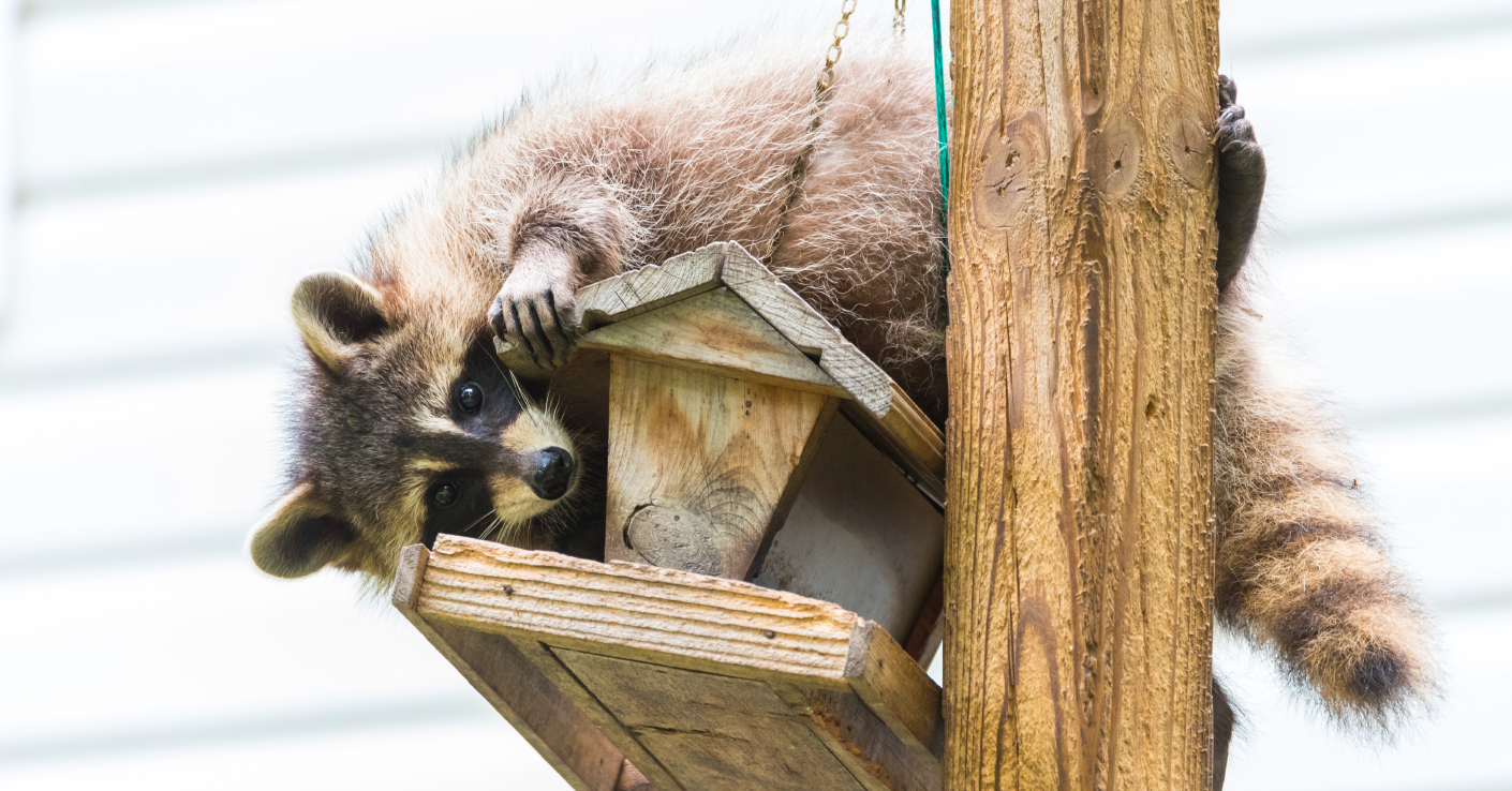 Four ways to co-exist with raccoons around your home