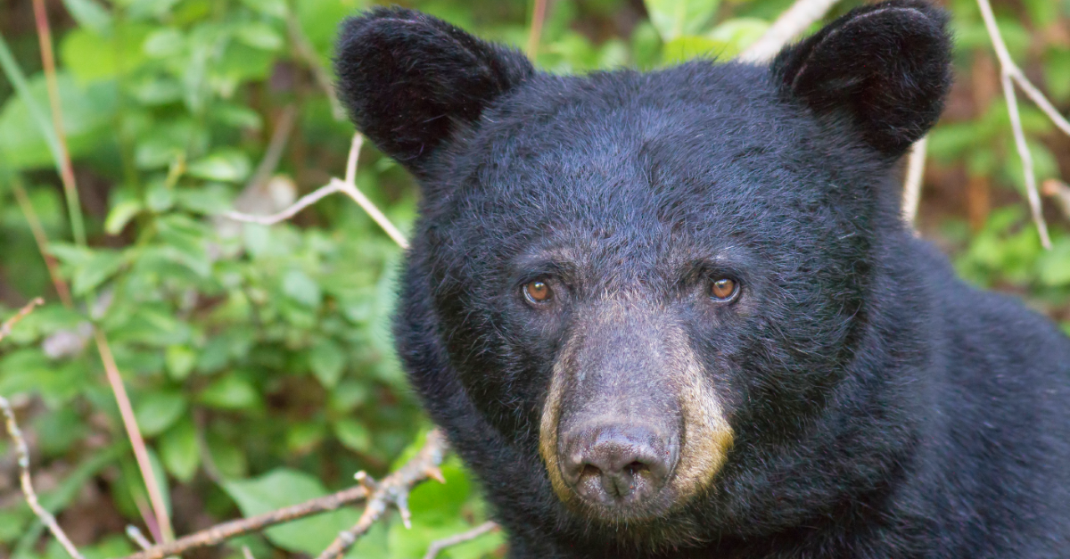 Serious questions must be asked in Ontario after police kill black bear