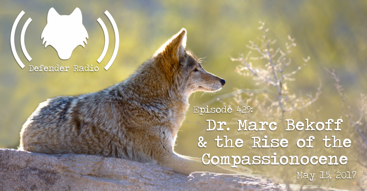 Defender Radio Podcast Episode 429: Dr. Marc Bekoff & the Rise of the Compassionocene