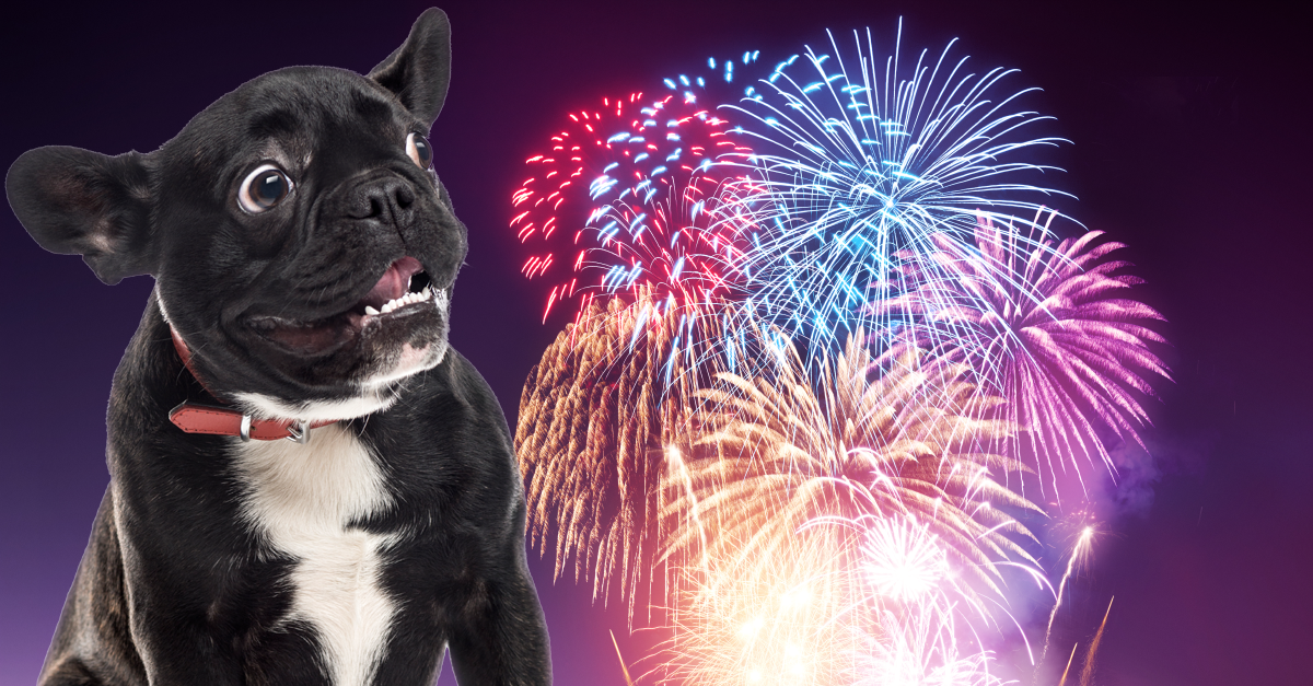 The animal lover’s guide to surviving fireworks on Victoria Day