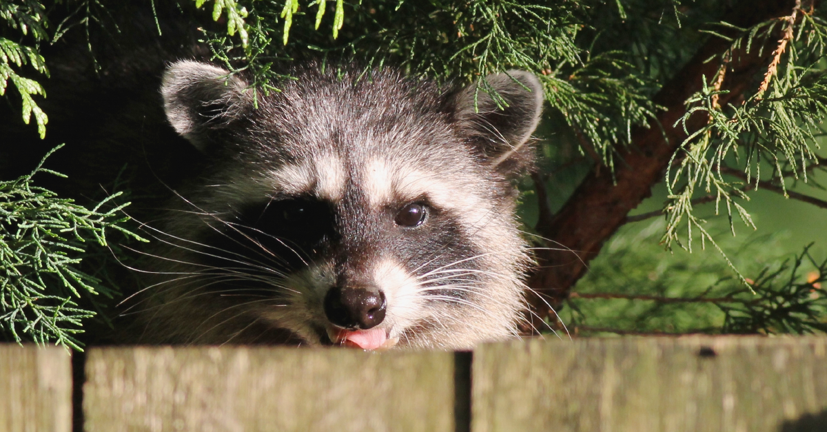 Three ways you might impact wildlife while barbecuing this weekend