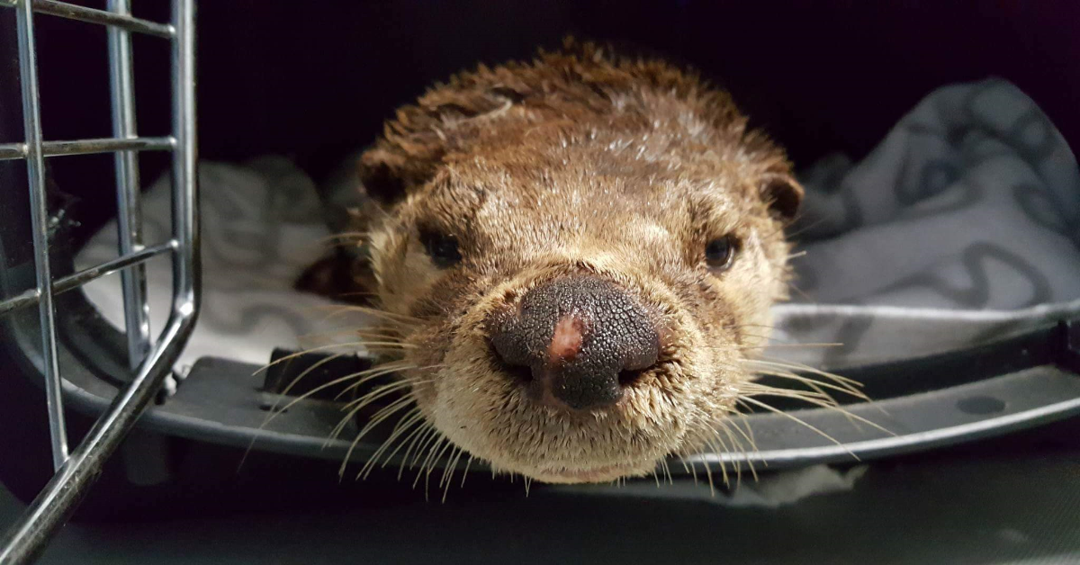 Photo of the river otter resting after treatment provided by Critter Care Wildlife Society
