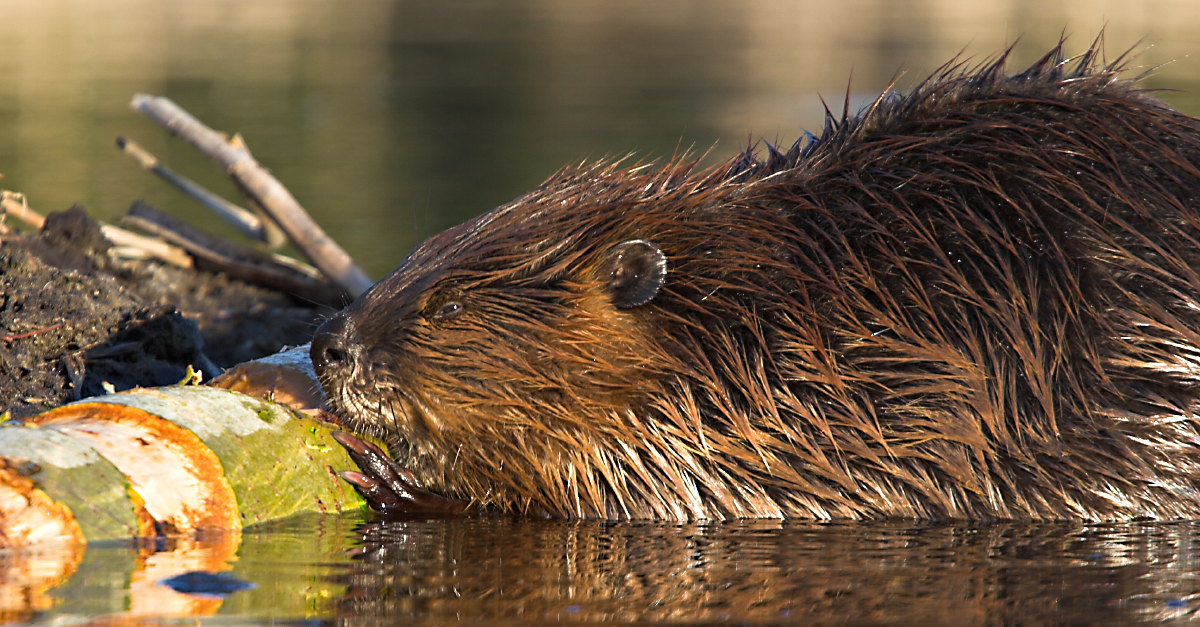 Beavers can control the temperature of waterways, scientists say