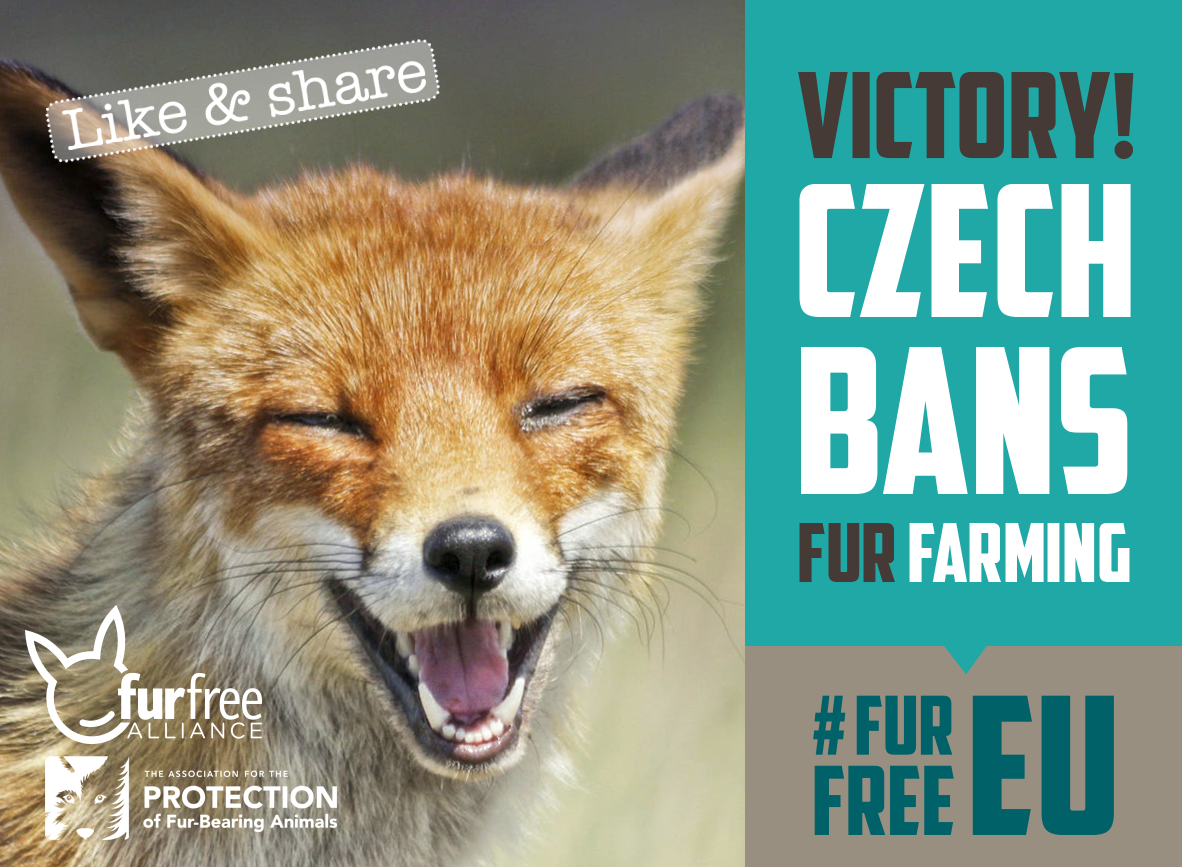 Fur farming ban on the way in Czech Republic