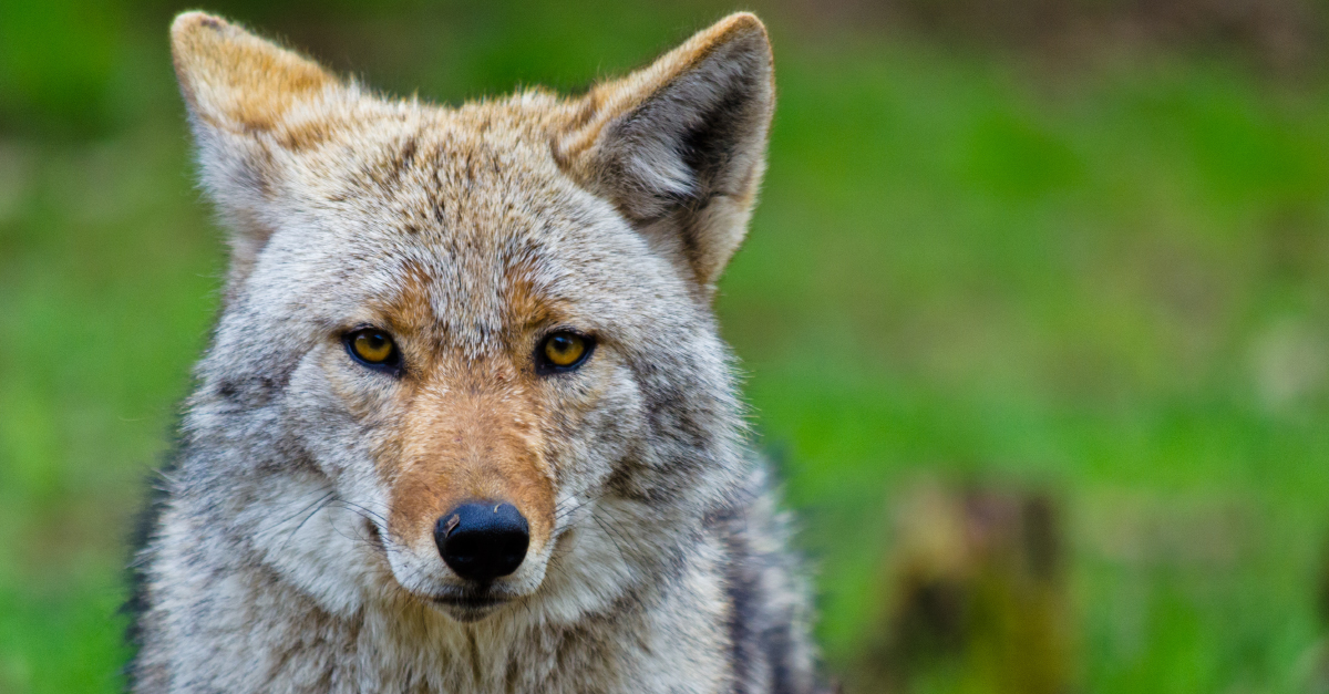 Open Letter: Residents' behaviour is the solution to coyote concerns