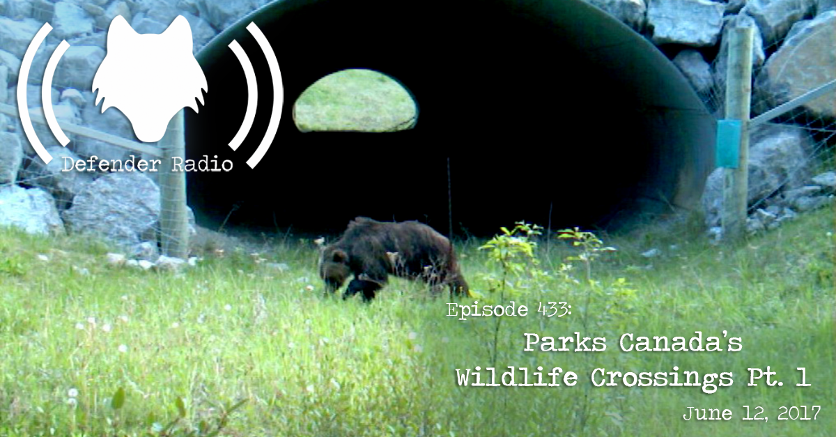 Defender Radio Podcast Episode 433: Parks Canada's Wildlife Corridors Pt. 1