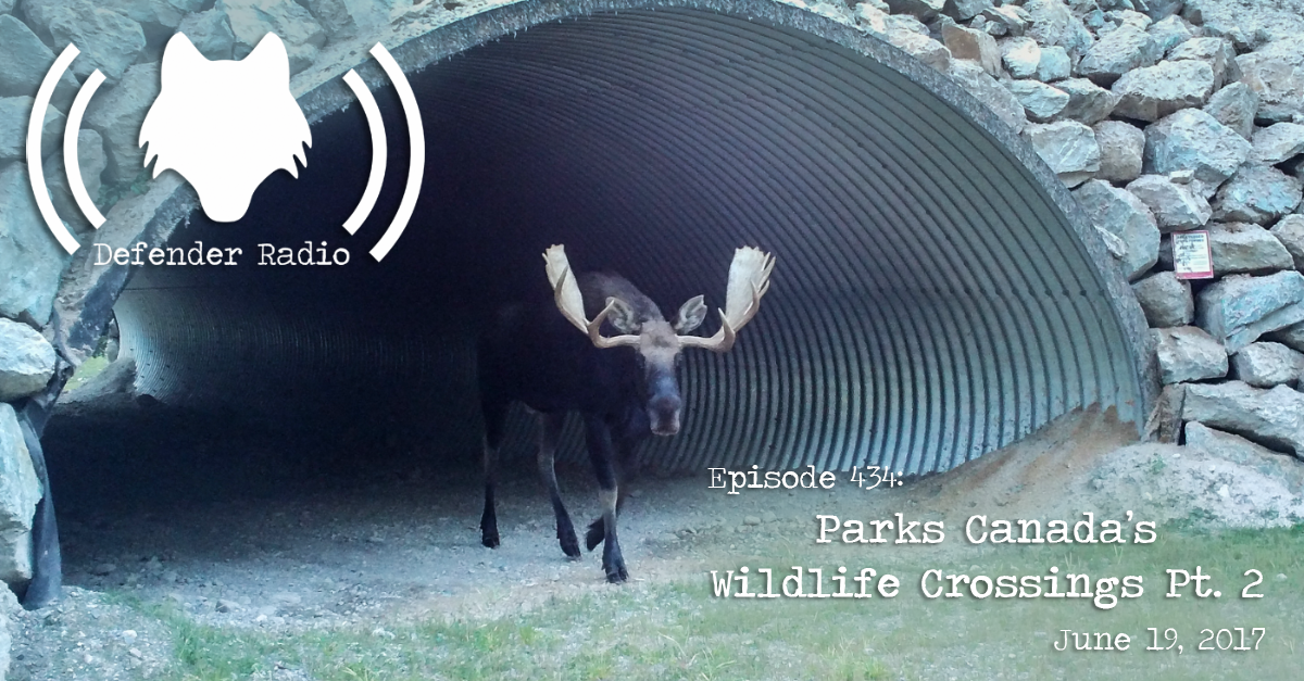 Episode 434: Parks Canada's Wildlife Crossings Pt. 2