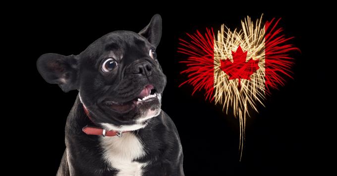 Quiet, but not quite silent: fireworks displays change for the animals