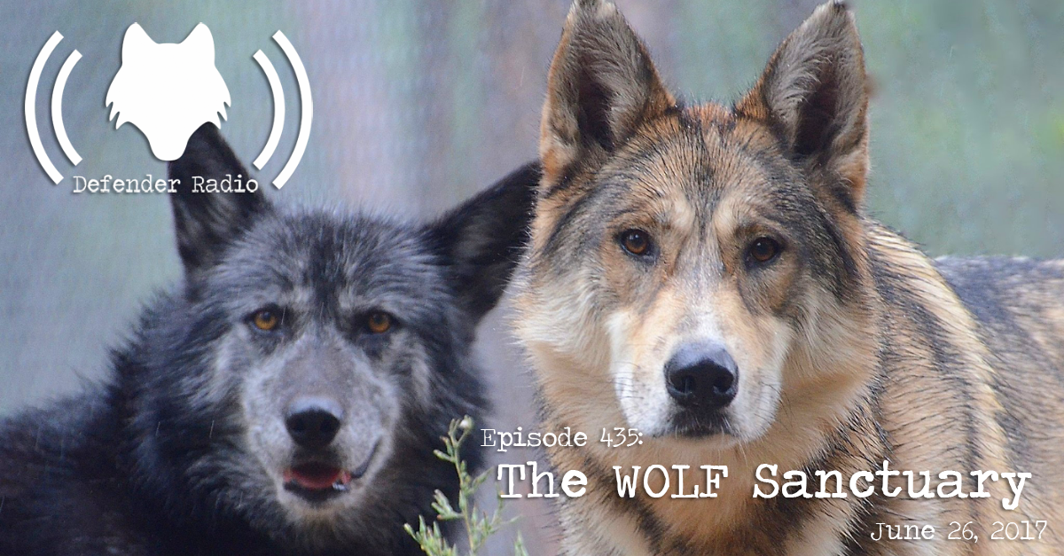 Episode 435: The WOLF Sanctuary