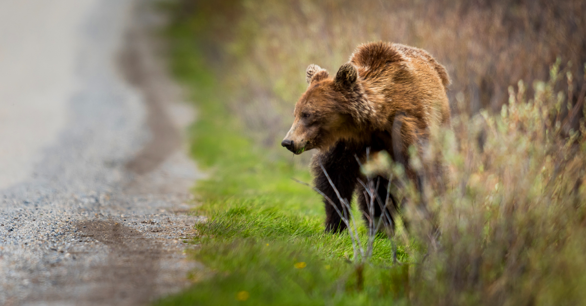 The grizzly truth: parks visitors must respect animals’ needs for space