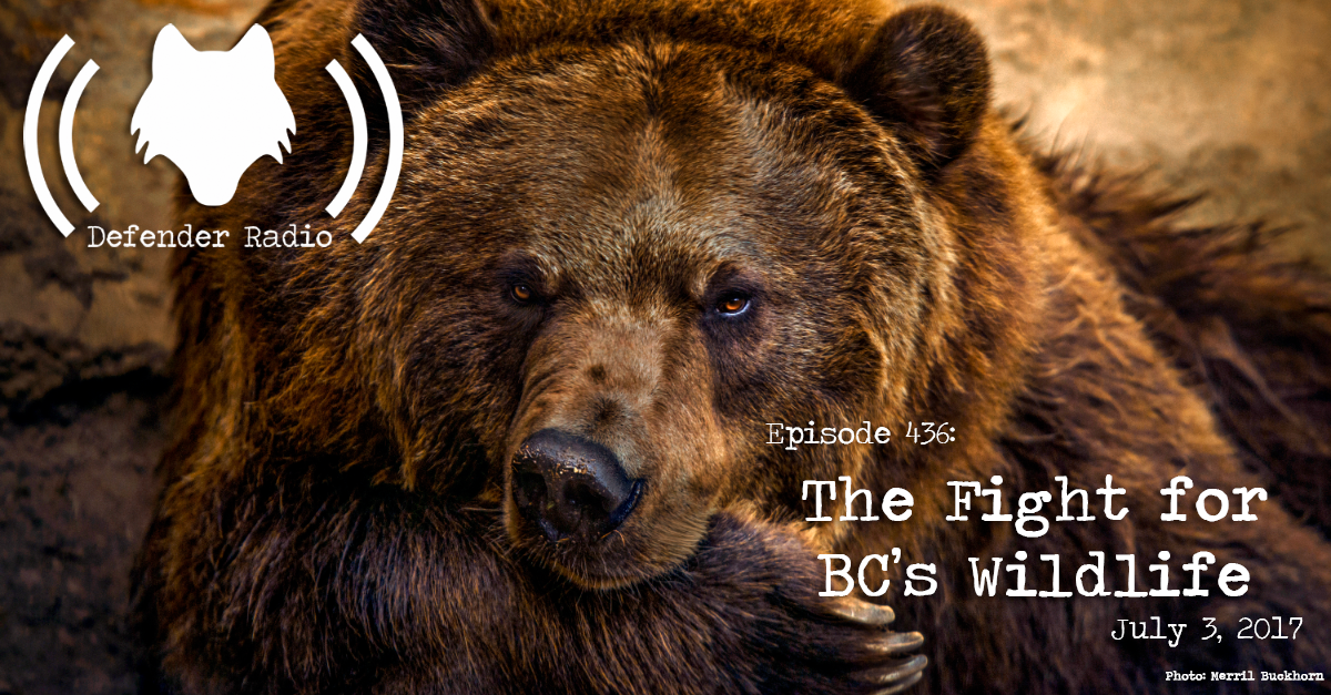 Defender Radio Podcast 436: The Fight for BC's Wildlife