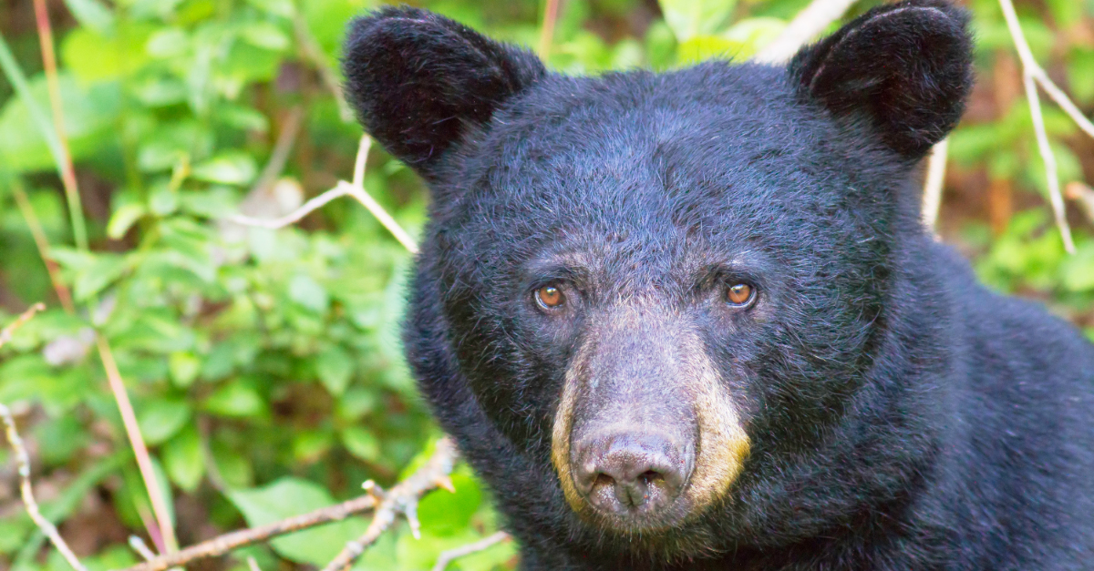 OPEN LETTER: People and bears need immediate help from Premier-designate