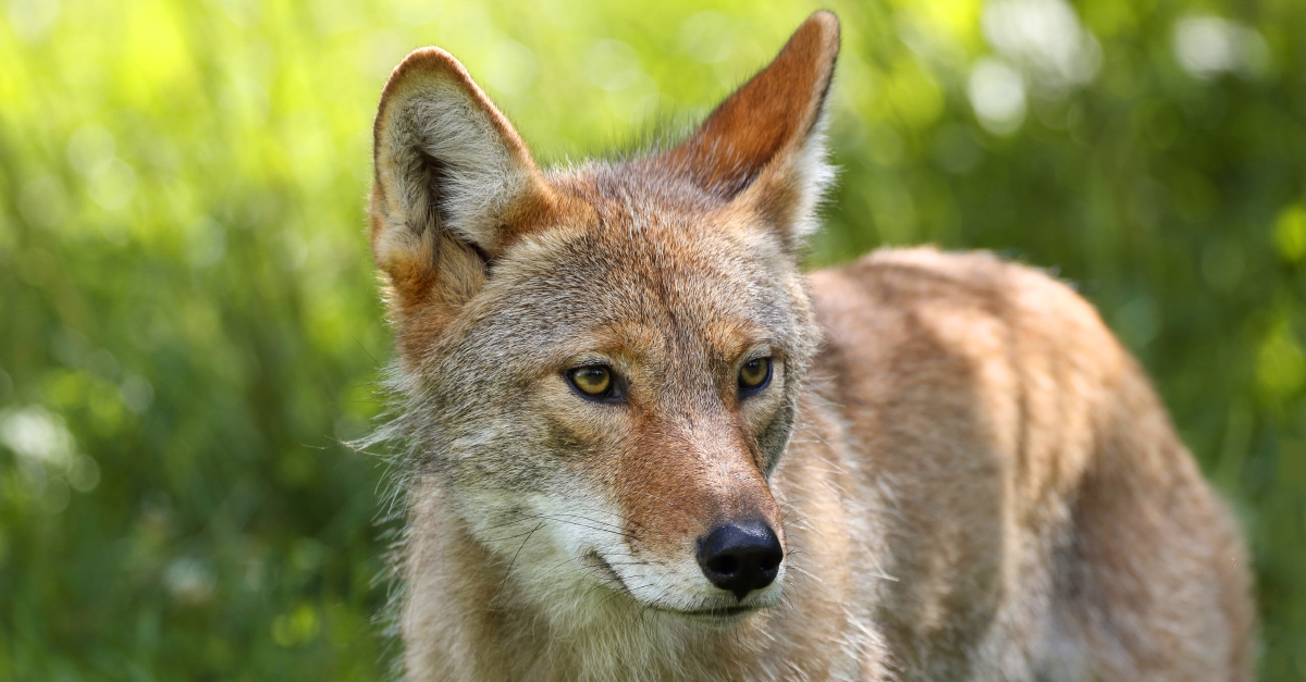 Three behaviours people mistake for aggression in coyotes